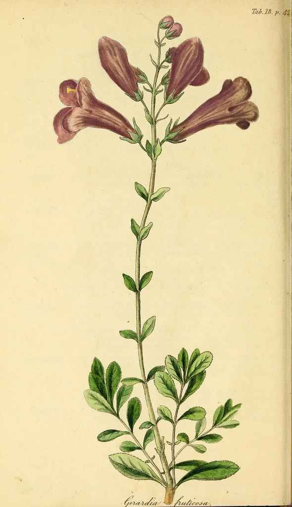 An illustration from Flora Americae Septentrionalis, or, A systematic arrangement and description of the plants of North America : containing, besides what have been described by preceding authors, many new and rare species, collected during twelve years travels and residence in that country, 1814, leaf 80