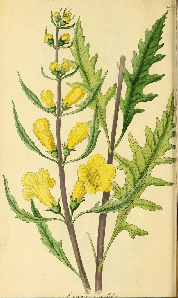 An illustration from Flora Americae Septentrionalis, or, A systematic arrangement and description of the plants of North America : containing, besides what have been described by preceding authors, many new and rare species, collected during twelve years travels and residence in that country, 1814, leaf 82