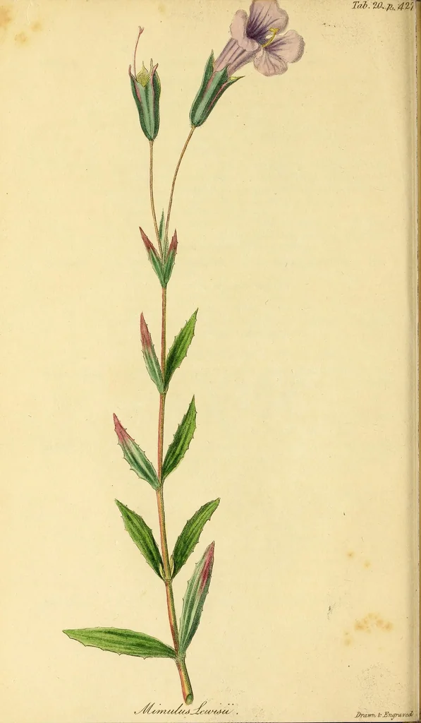 An illustration from Flora Americae Septentrionalis, or, A systematic arrangement and description of the plants of North America : containing, besides what have been described by preceding authors, many new and rare species, collected during twelve years travels and residence in that country, 1814, leaf 86