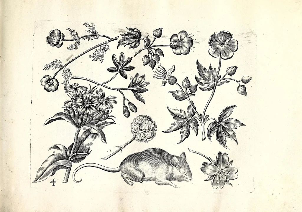 An illustration from Florae deae inter patrios & exoticos flores sedentis artificiosa delineatio, 1630, leaf 11