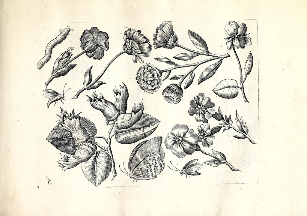 An illustration from Florae deae inter patrios & exoticos flores sedentis artificiosa delineatio, 1630, leaf 13