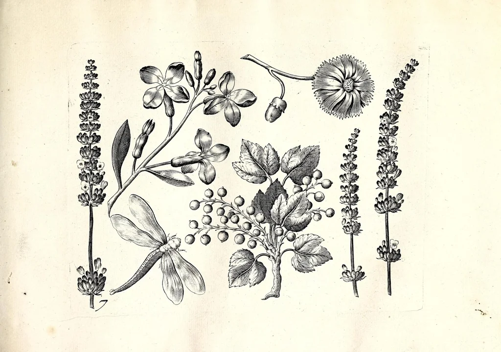 An illustration from Florae deae inter patrios & exoticos flores sedentis artificiosa delineatio, 1630, leaf 17