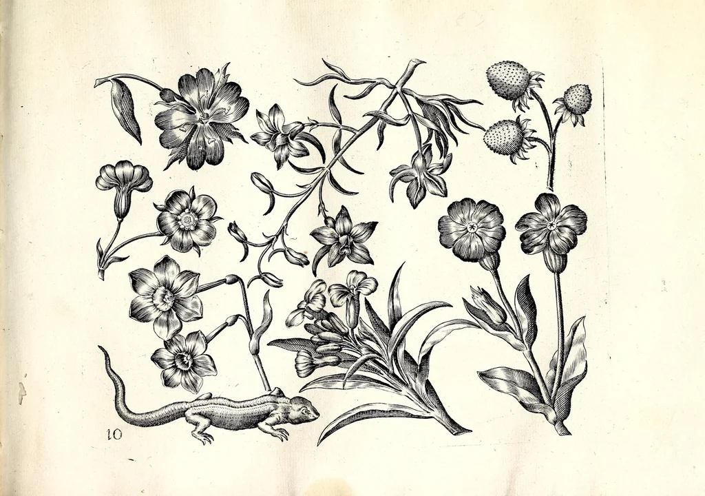 An illustration from Florae deae inter patrios & exoticos flores sedentis artificiosa delineatio, 1630, leaf 23