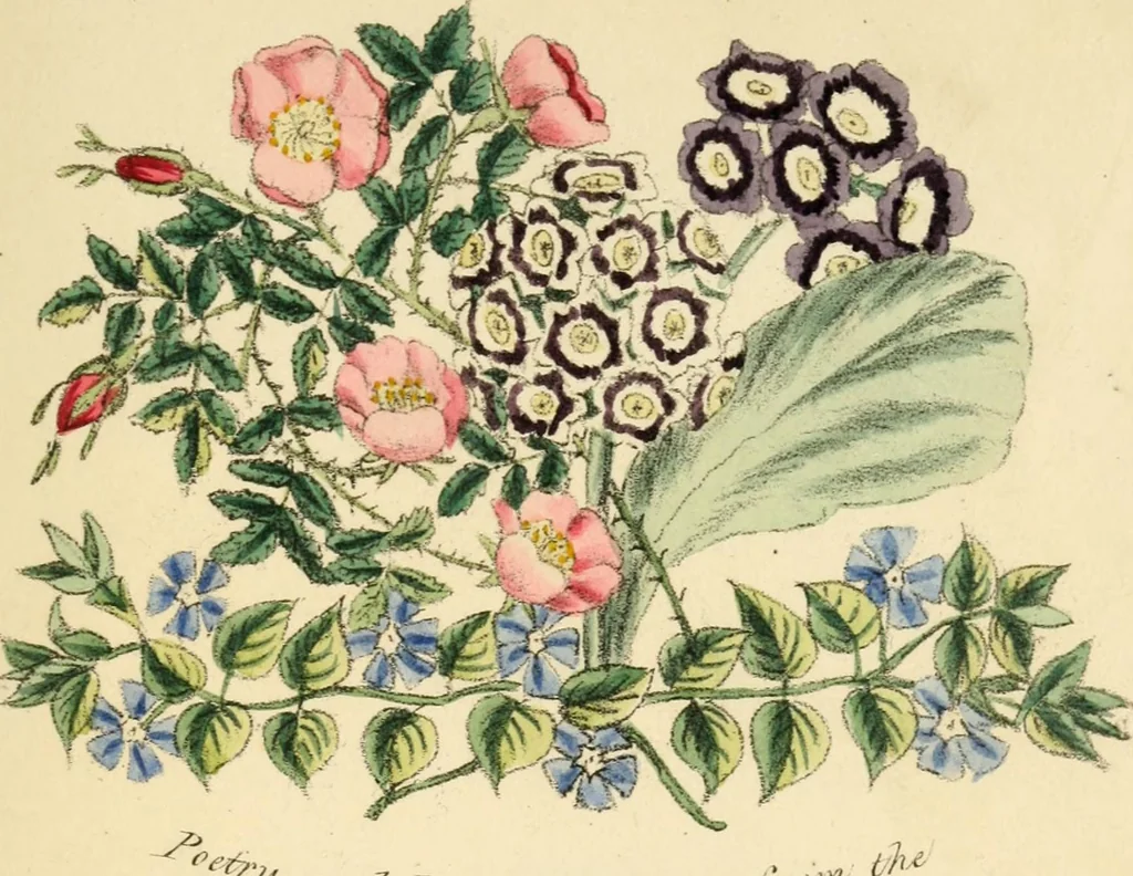 An illustration from Floral emblems, 1825, leaf 12