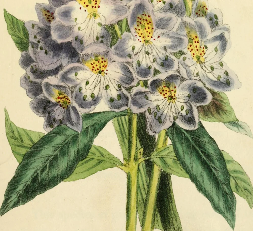 An illustration from Floral emblems, 1825, leaf 140