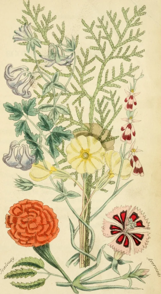 An illustration from Floral emblems, 1825, leaf 172