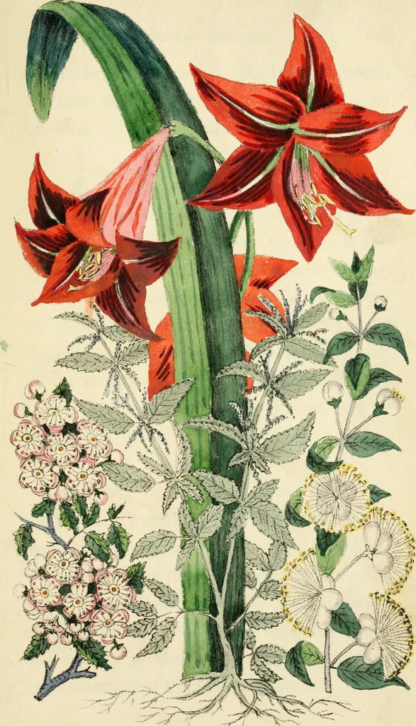 An illustration from Floral emblems, 1825, leaf 296