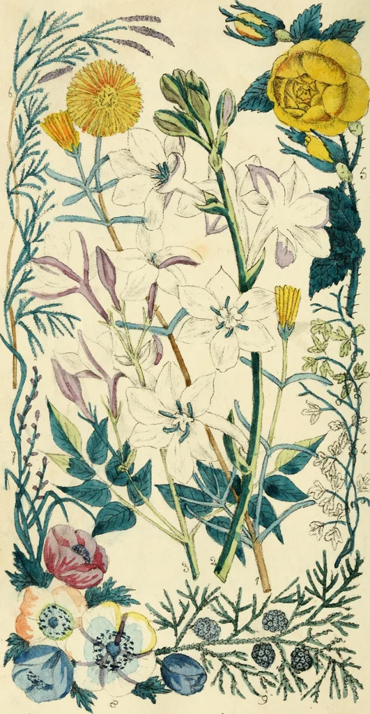 An illustration from Floral emblems, 1825, leaf 375