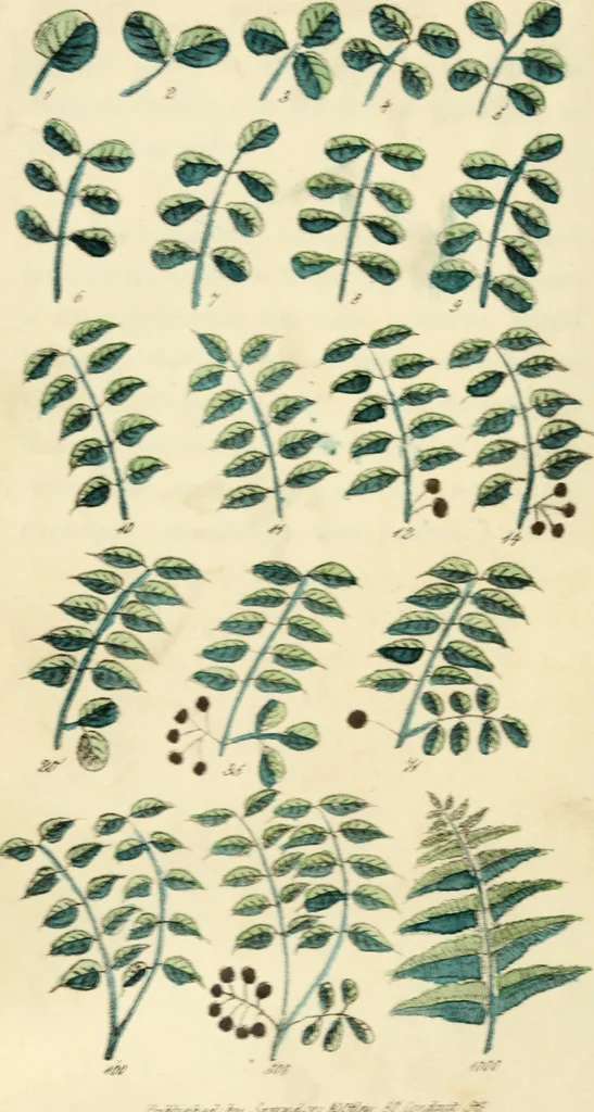 An illustration from Floral emblems, 1825, leaf 55