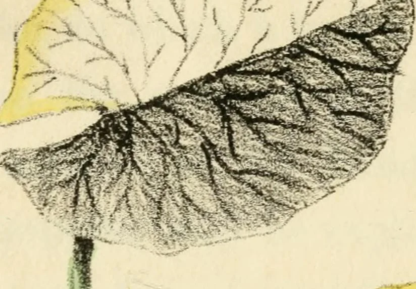 An illustration from Floral emblems, 1825, leaf 59
