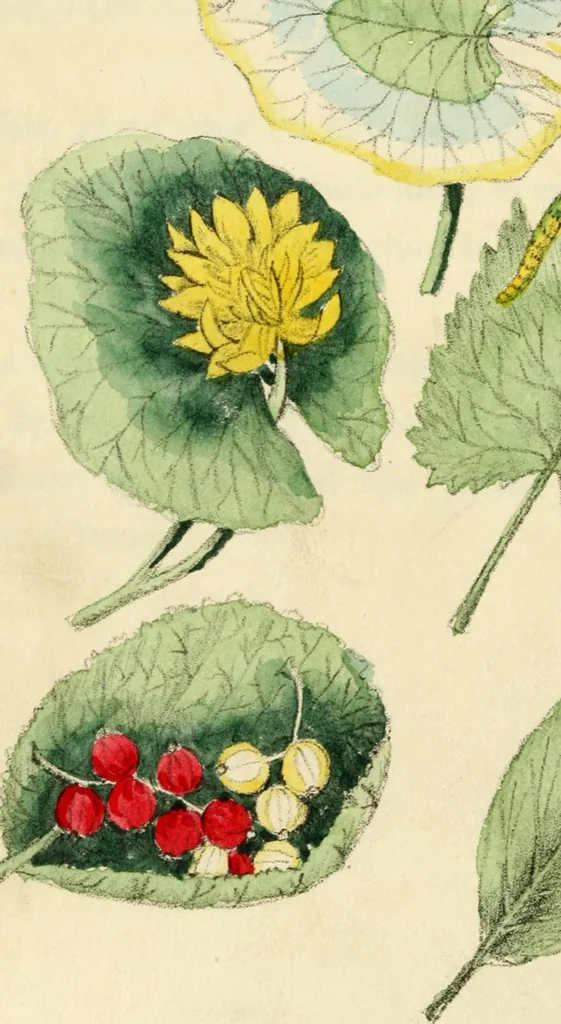 An illustration from Floral emblems, 1825, leaf 59