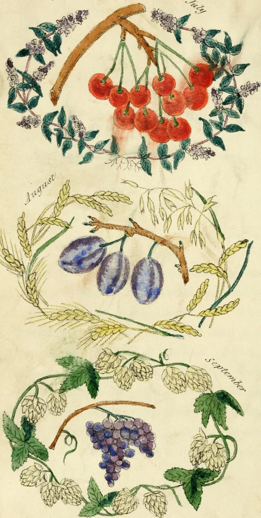 An illustration from Floral emblems, 1825, leaf 79