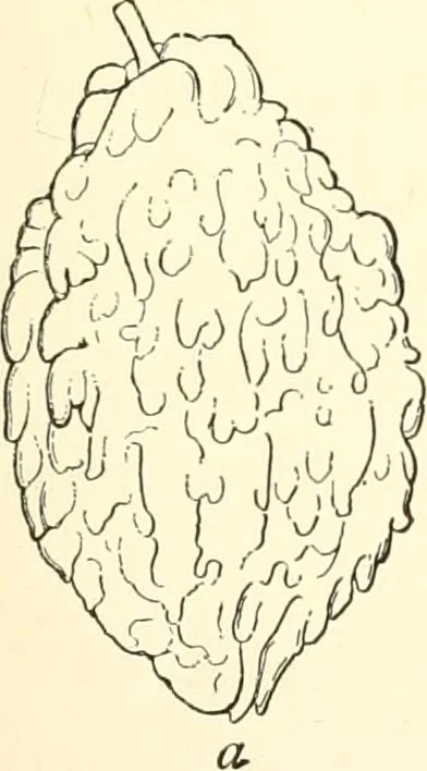 An illustration from The flora of the Assyrian monuments and its outcomes, 1894, leaf 103