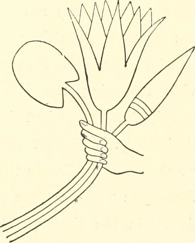 An illustration from The flora of the Assyrian monuments and its outcomes, 1894, leaf 131