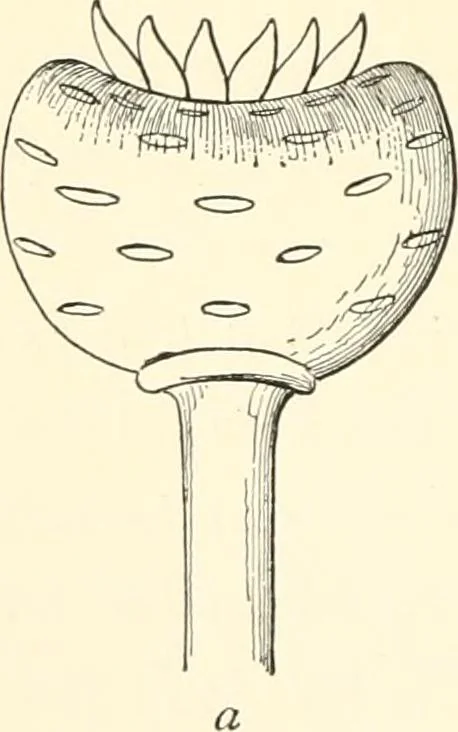 An illustration from The flora of the Assyrian monuments and its outcomes, 1894, leaf 136