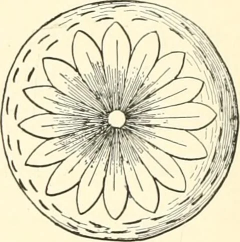 An illustration from The flora of the Assyrian monuments and its outcomes, 1894, leaf 136