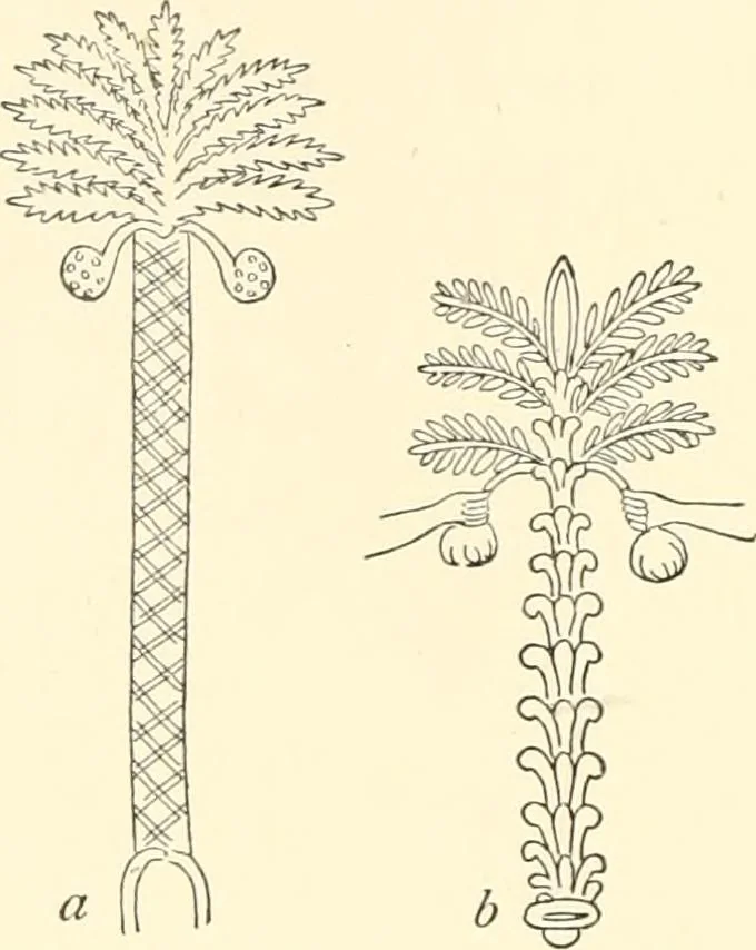 An illustration from The flora of the Assyrian monuments and its outcomes, 1894, leaf 150