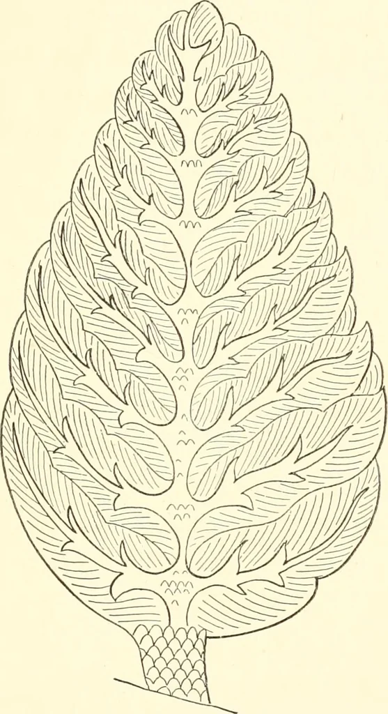 An illustration from The flora of the Assyrian monuments and its outcomes, 1894, leaf 155