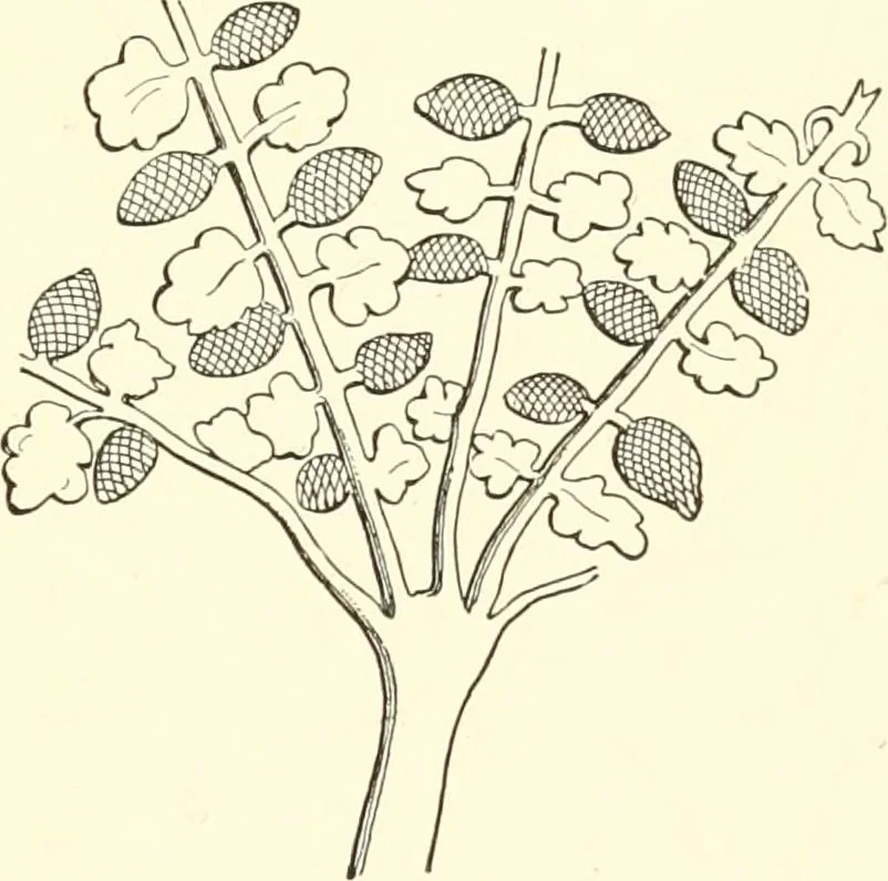 An illustration from The flora of the Assyrian monuments and its outcomes, 1894, leaf 157