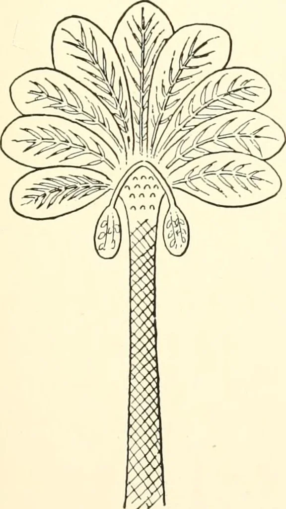 An illustration from The flora of the Assyrian monuments and its outcomes, 1894, leaf 39