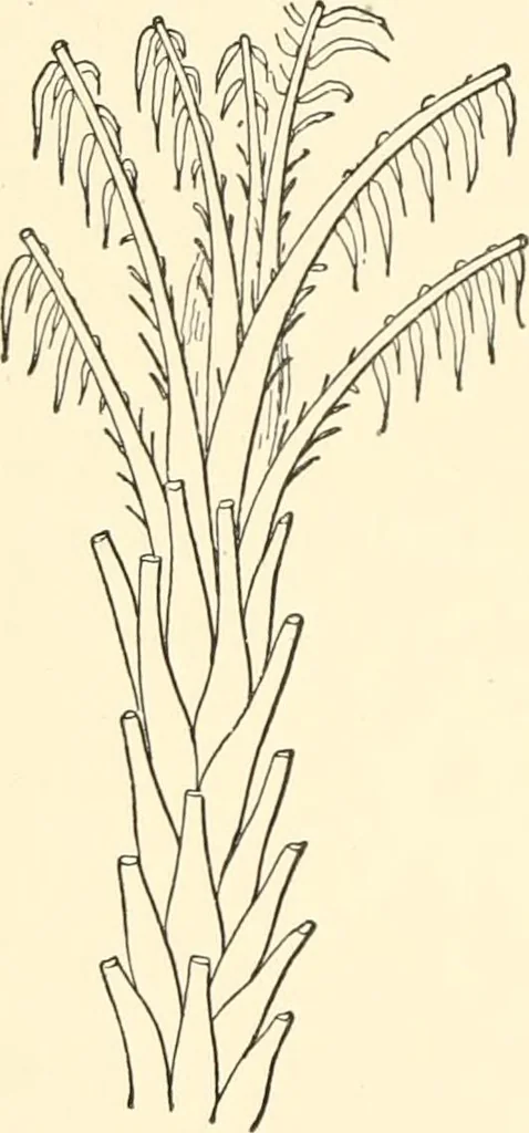 An illustration from The flora of the Assyrian monuments and its outcomes, 1894, leaf 40