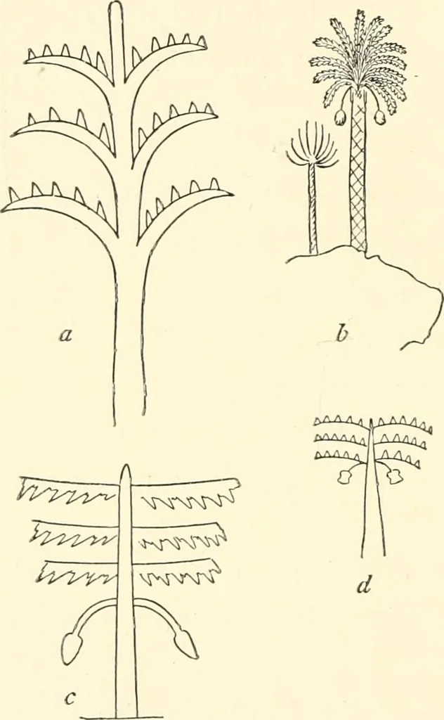 An illustration from The flora of the Assyrian monuments and its outcomes, 1894, leaf 42