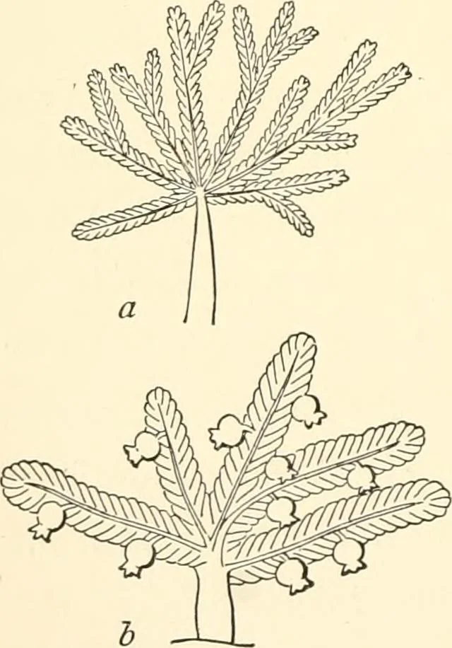 An illustration from The flora of the Assyrian monuments and its outcomes, 1894, leaf 48
