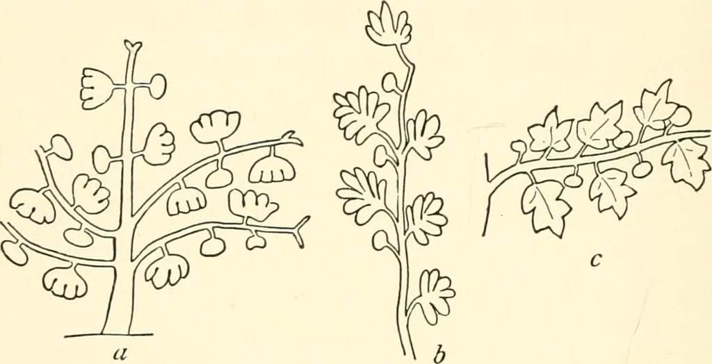 An illustration from The flora of the Assyrian monuments and its outcomes, 1894, leaf 50