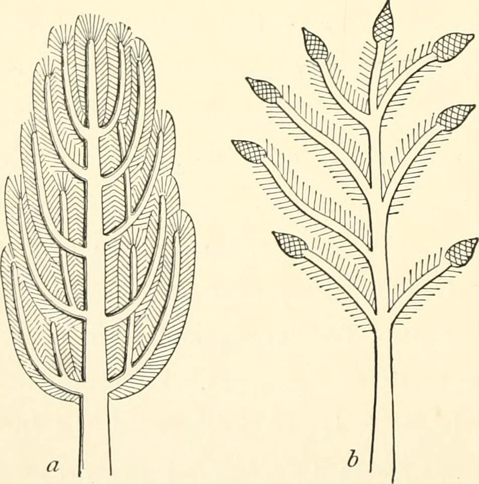 An illustration from The flora of the Assyrian monuments and its outcomes, 1894, leaf 64
