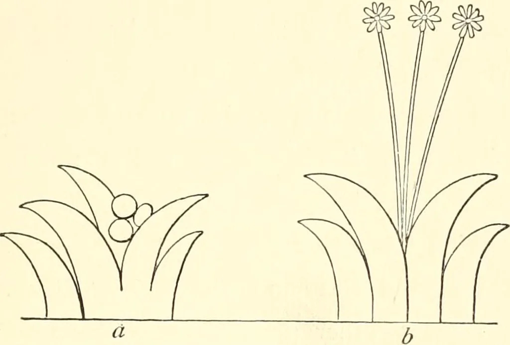 An illustration from The flora of the Assyrian monuments and its outcomes, 1894, leaf 71