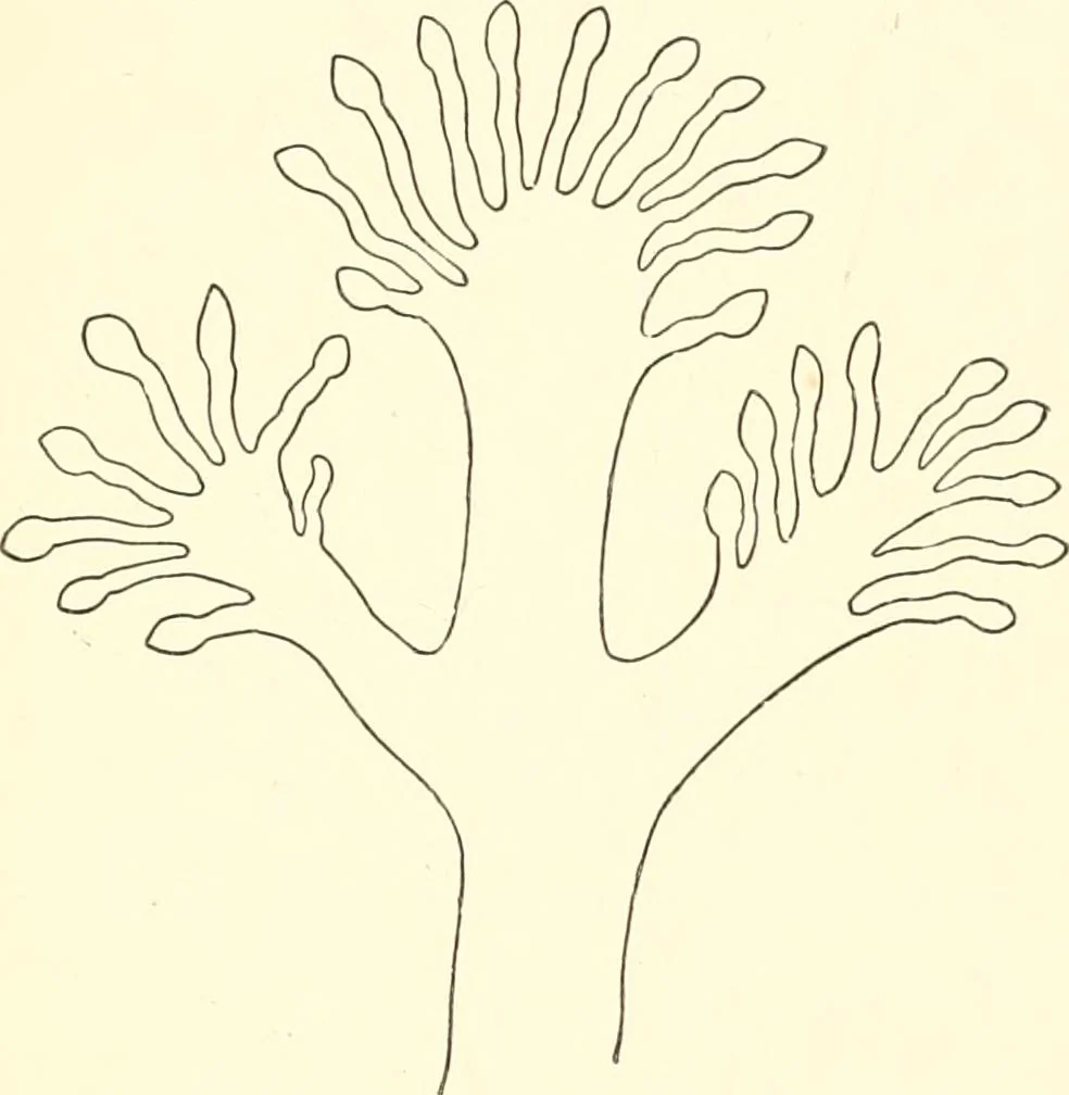 An illustration from The flora of the Assyrian monuments and its outcomes, 1894, leaf 73