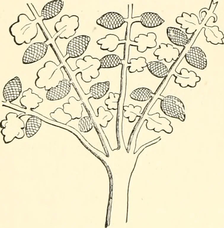 An illustration from The flora of the Assyrian monuments and its outcomes, 1894, leaf 88