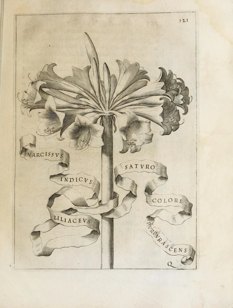 An illustration from Flora, ouero, Cultura di fiori, 1638, leaf 141