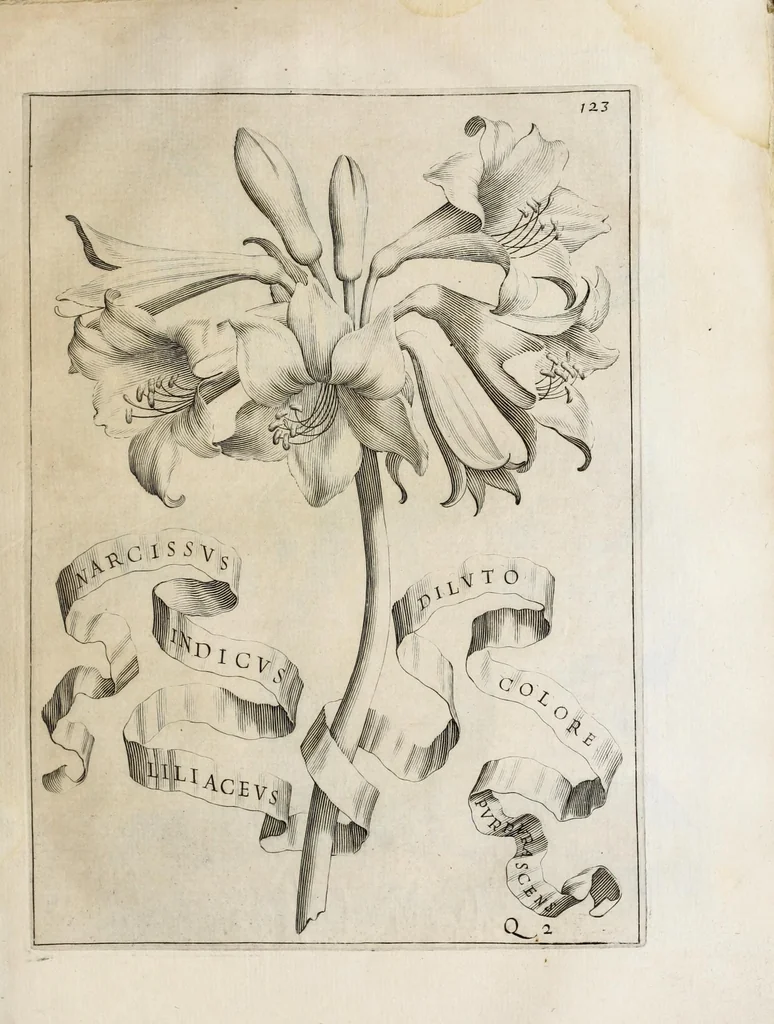 An illustration from Flora, ouero, Cultura di fiori, 1638, leaf 143