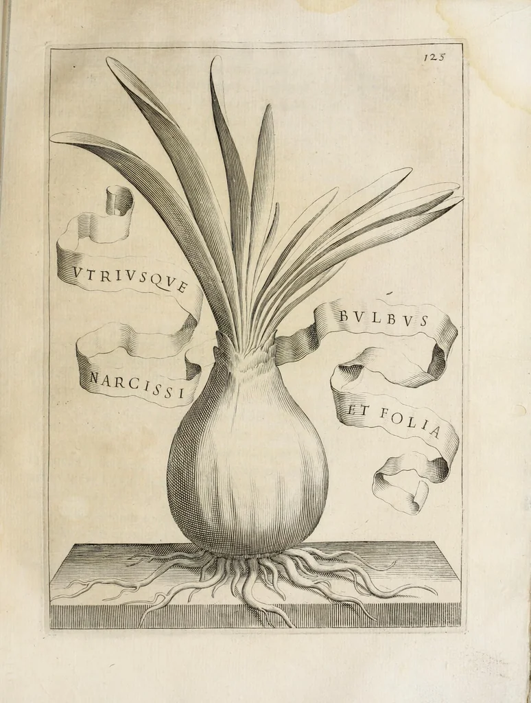 An illustration from Flora, ouero, Cultura di fiori, 1638, leaf 145