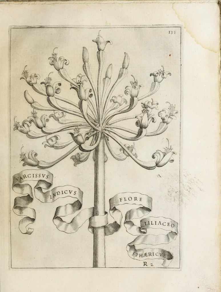 An illustration from Flora, ouero, Cultura di fiori, 1638, leaf 151
