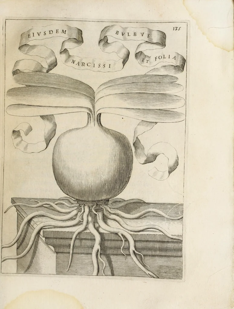 An illustration from Flora, ouero, Cultura di fiori, 1638, leaf 155