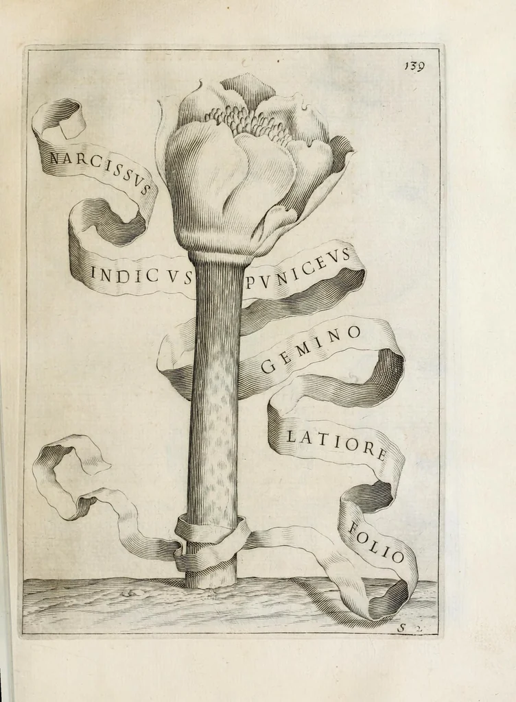 An illustration from Flora, ouero, Cultura di fiori, 1638, leaf 159