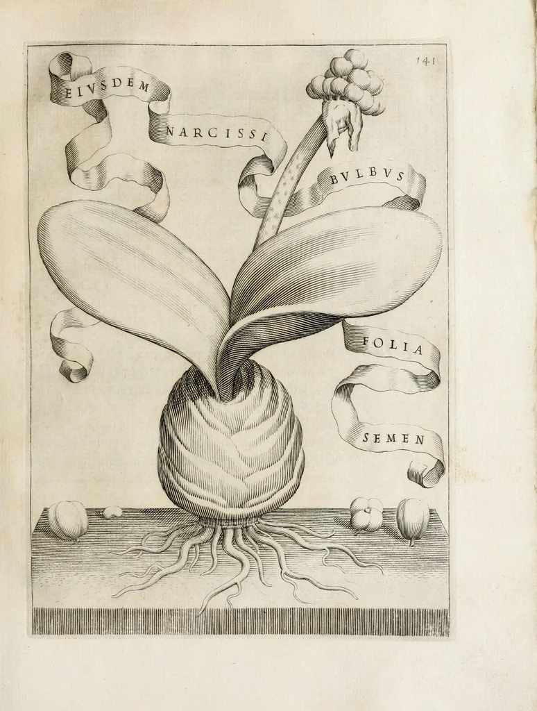 An illustration from Flora, ouero, Cultura di fiori, 1638, leaf 161