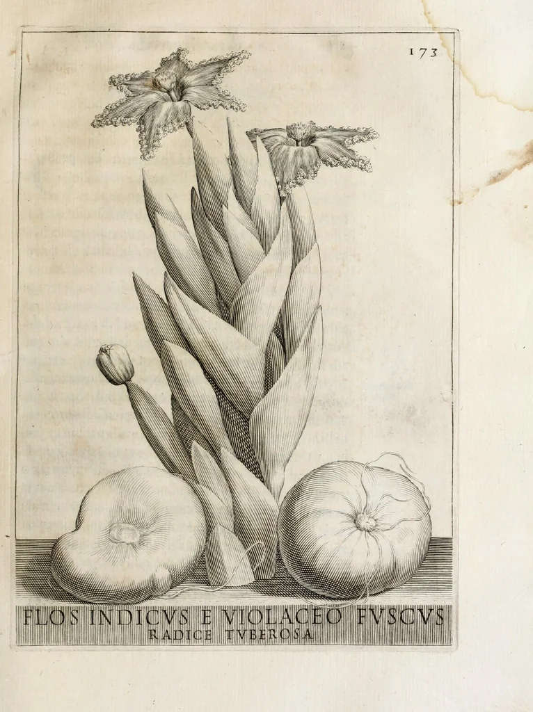 An illustration from Flora, ouero, Cultura di fiori, 1638, leaf 193