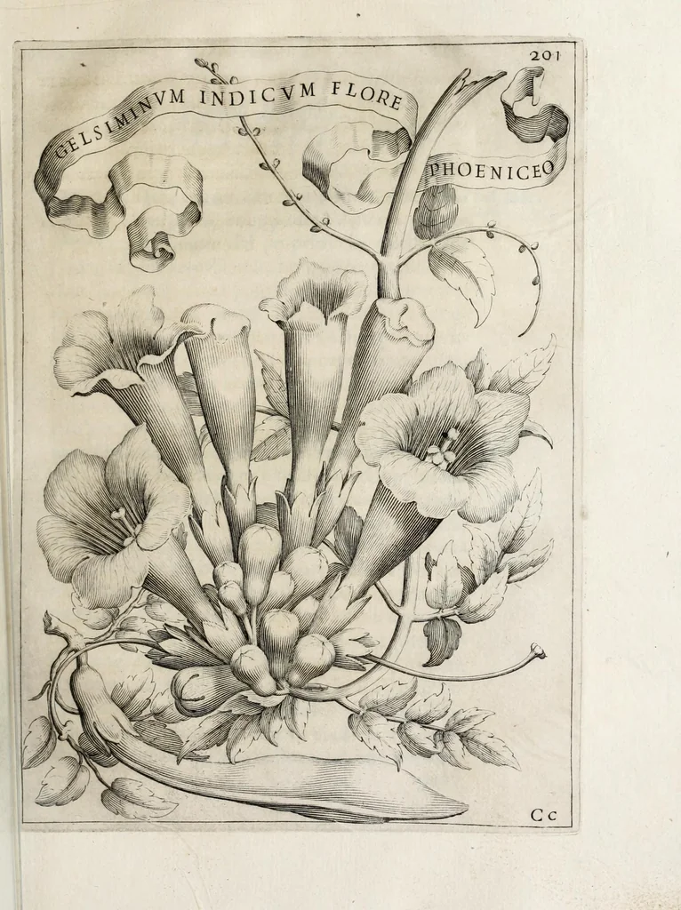 An illustration from Flora, ouero, Cultura di fiori, 1638, leaf 221