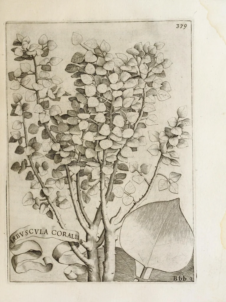 An illustration from Flora, ouero, Cultura di fiori, 1638, leaf 399