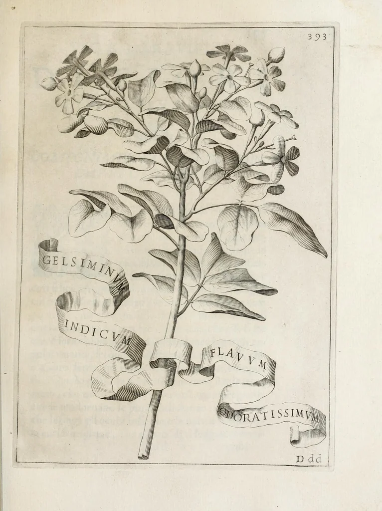An illustration from Flora, ouero, Cultura di fiori, 1638, leaf 413