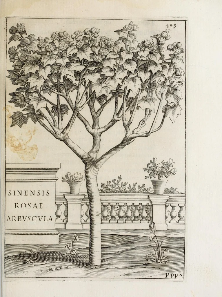 An illustration from Flora, ouero, Cultura di fiori, 1638, leaf 503