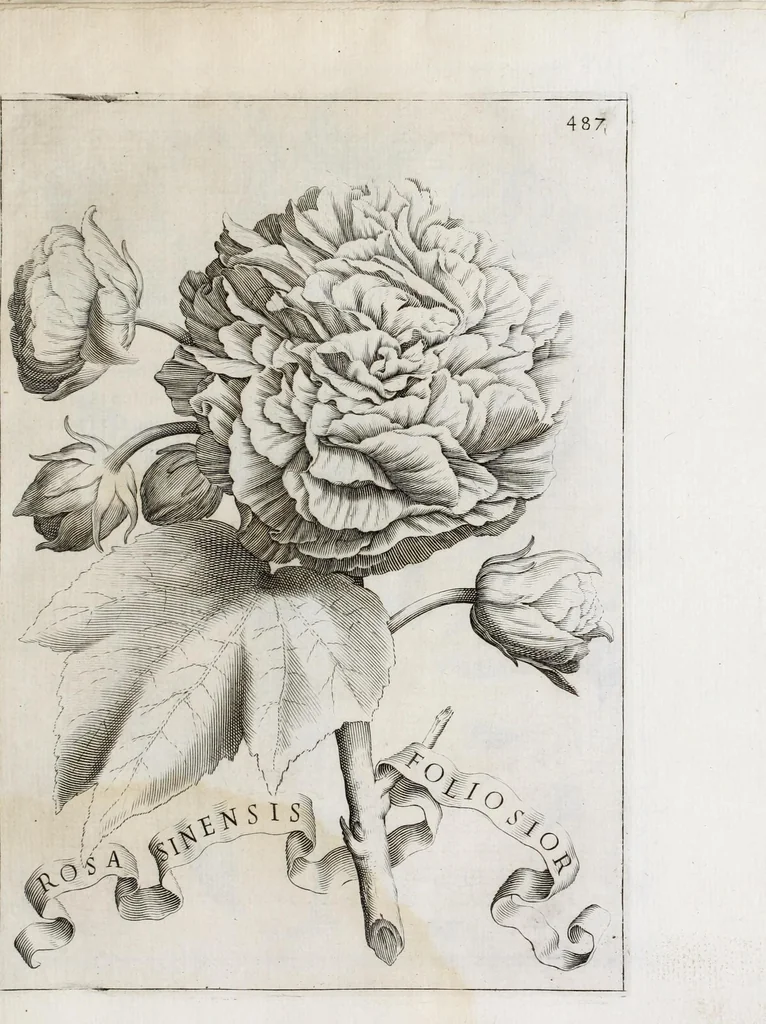 An illustration from Flora, ouero, Cultura di fiori, 1638, leaf 507