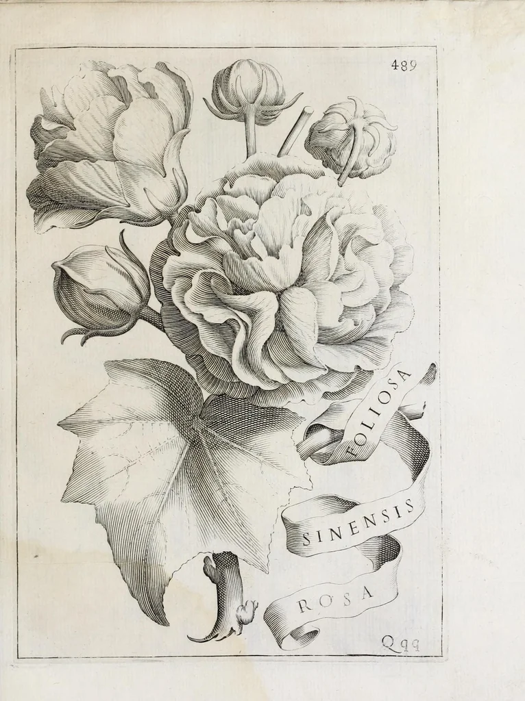 An illustration from Flora, ouero, Cultura di fiori, 1638, leaf 509