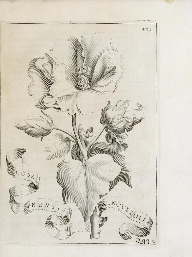 An illustration from Flora, ouero, Cultura di fiori, 1638, leaf 511