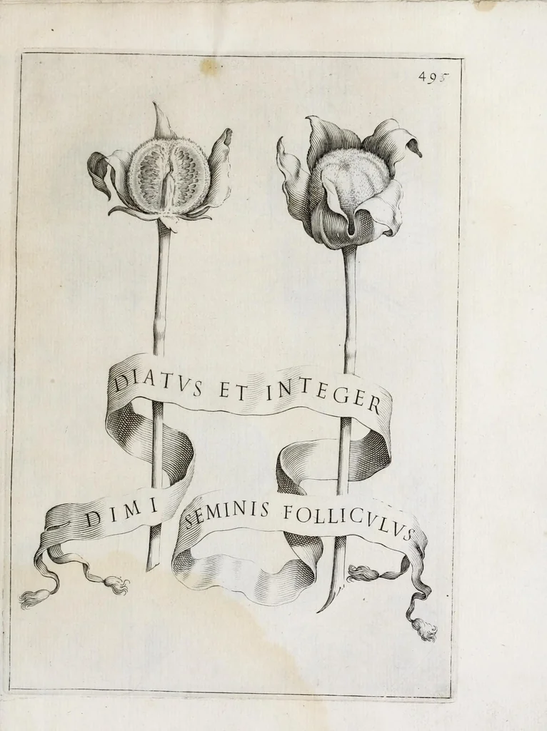 An illustration from Flora, ouero, Cultura di fiori, 1638, leaf 515