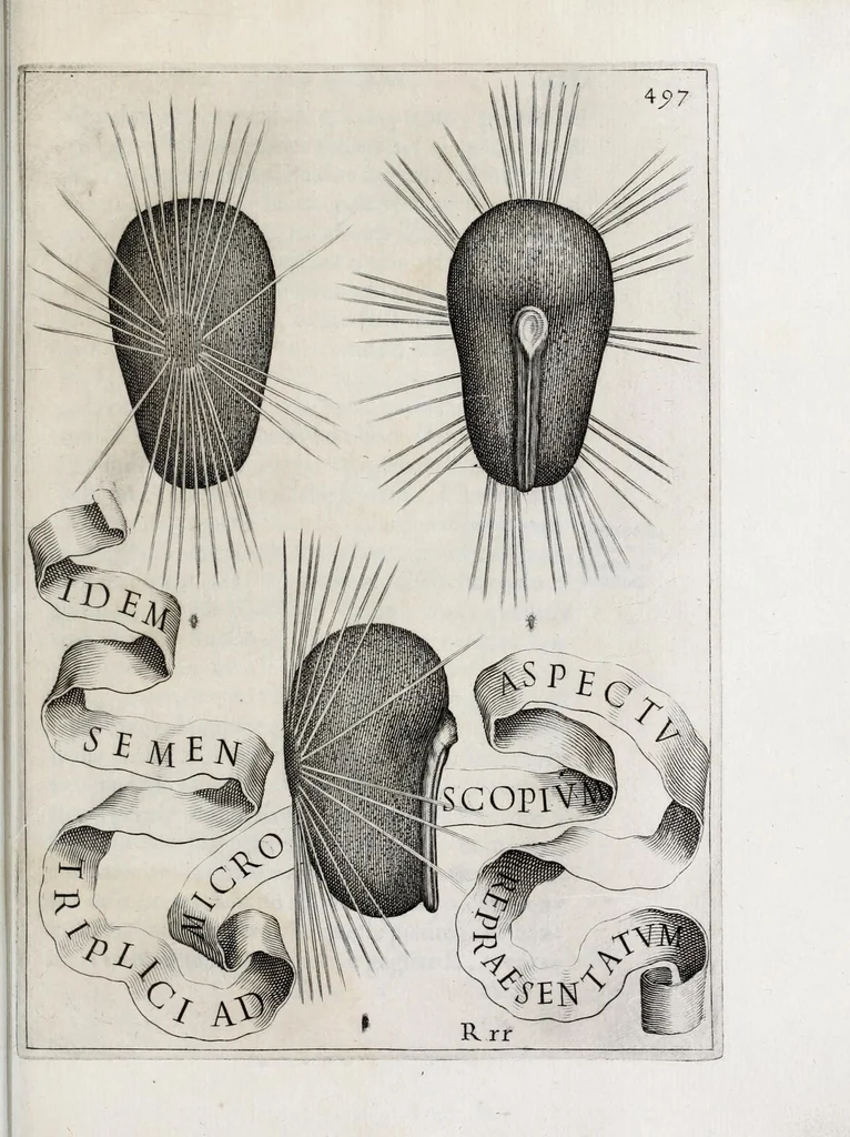 An illustration from Flora, ouero, Cultura di fiori, 1638, leaf 517