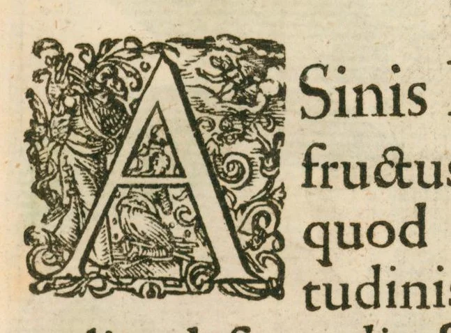 An illustration from Flora sinensis : fructus floresque humillime porrigens, serenissimo et potentissimo principi, ac domino, domino Leopoldo Ignatio, Hungariae regi florentissimo, &c. : fructus saeculo promittenti Augustissimos, 1656, leaf 49